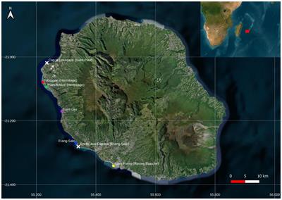 Detecting local variations across metazoan communities in back-reef depressions of Reunion Island (Mascarene Archipelago) through environmental DNA survey